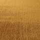 Kusový koberec Labrador 71351 800 Gold